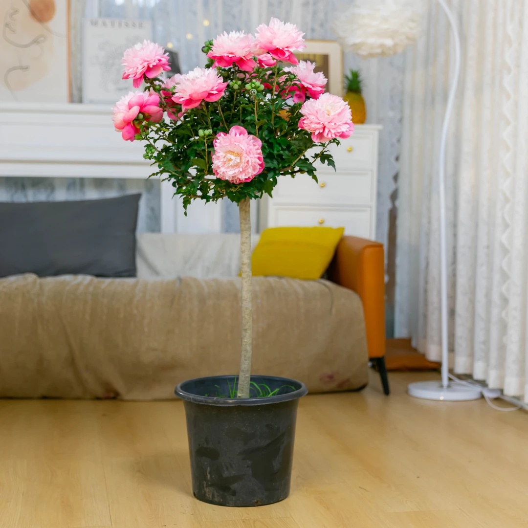 【京东送货上门】加高1.2-1.4米变色木槿花重瓣多色渐变色棒棒糖