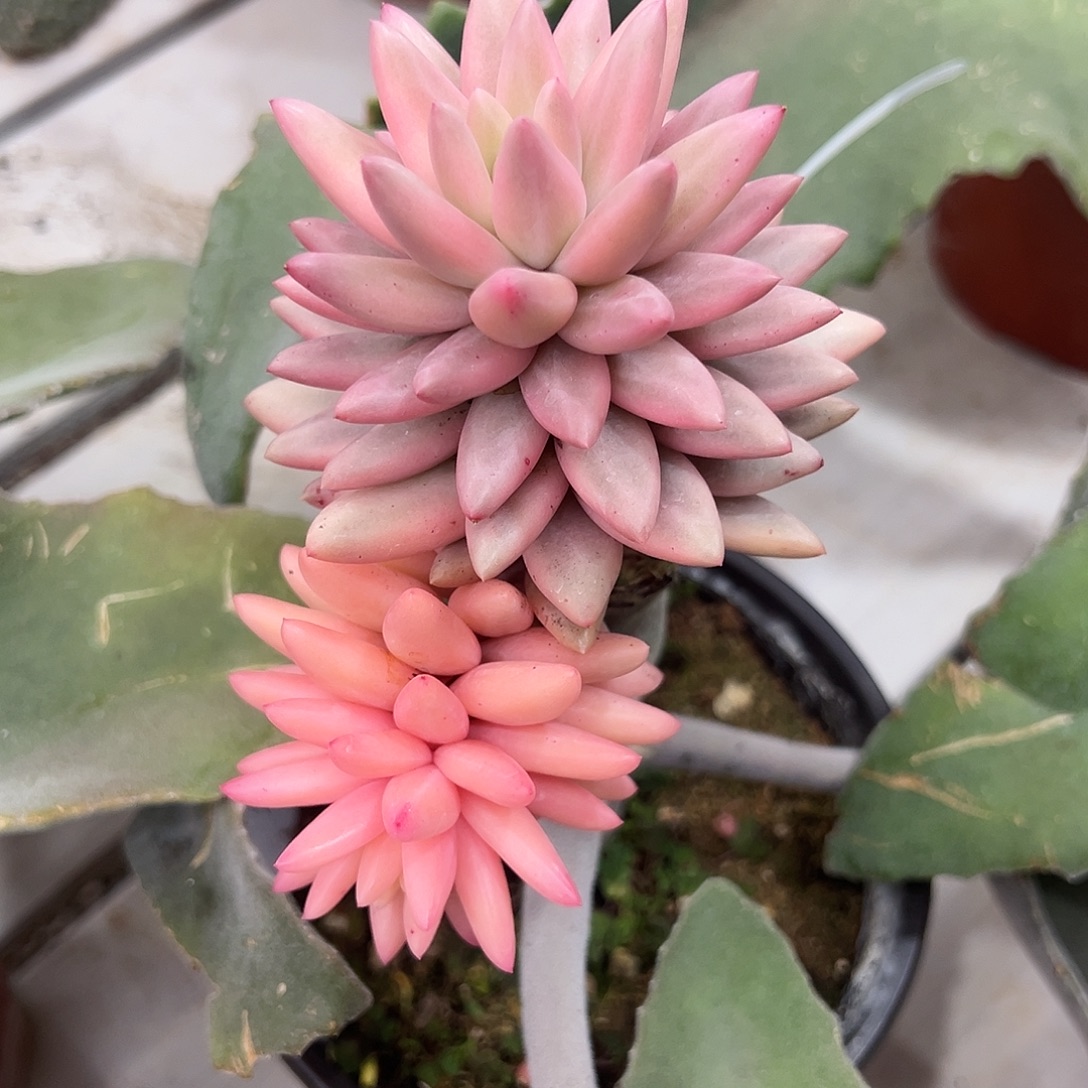 红蜻蜓锦嫁接多肉