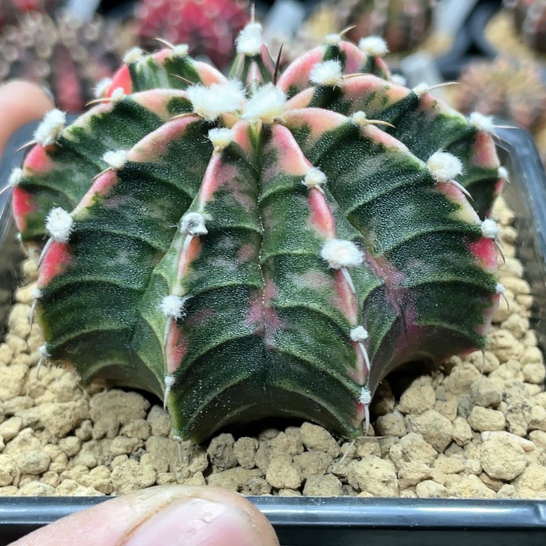 泰系实生，高绒肋骨锦