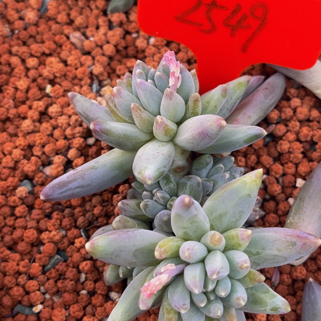 2549号上午多肉植物群生多肉