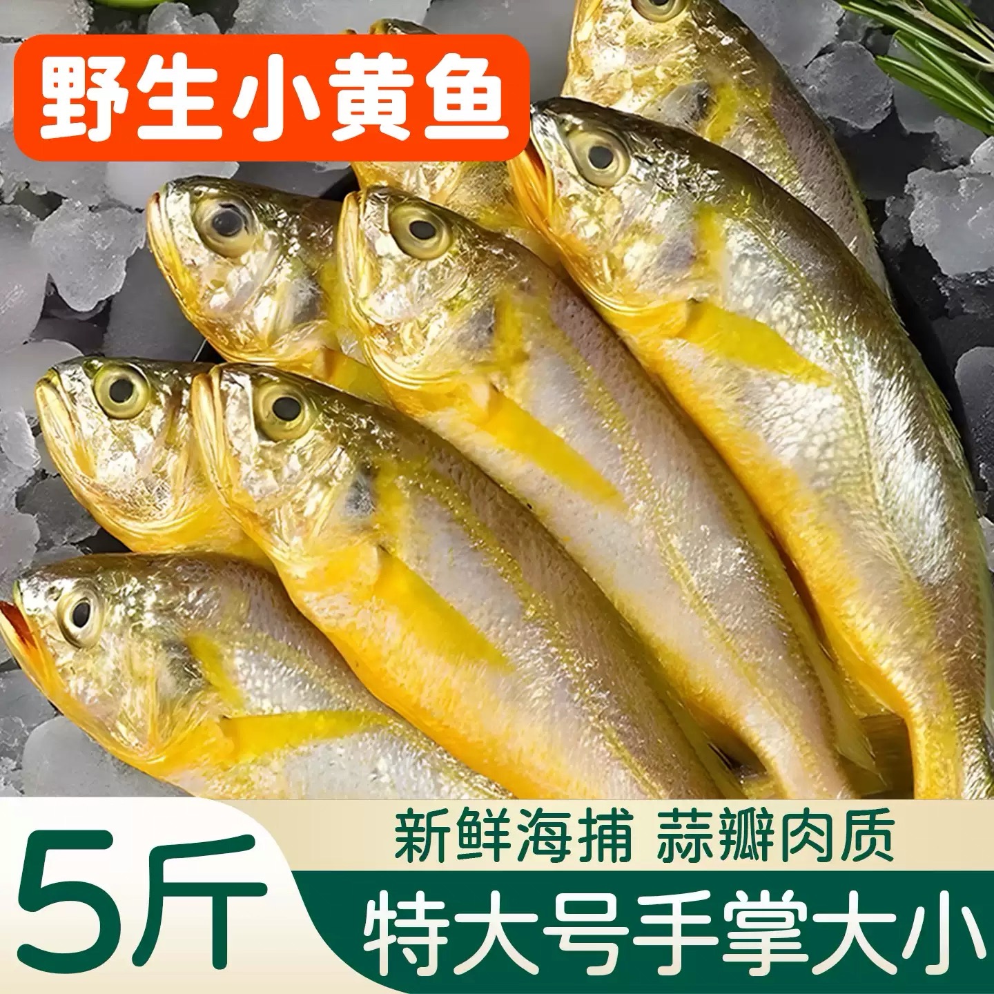 野生海捕 新鲜黄鱼 速冻锁鲜顺丰冷链包邮