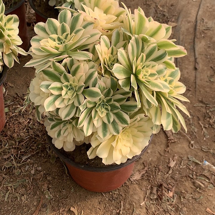 多肉植物麦吧合8