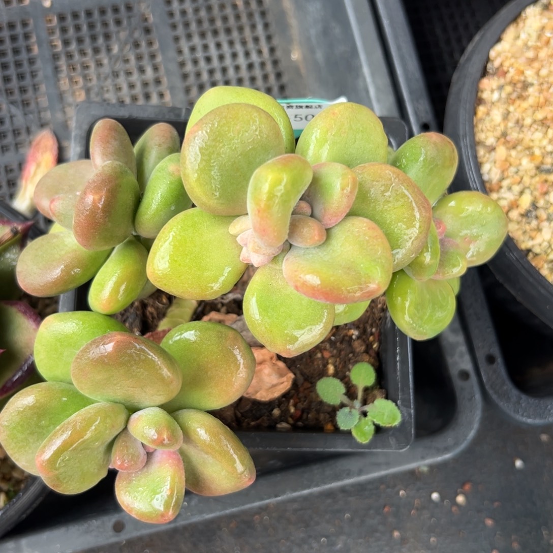 从前慢花园多肉编号1227-50