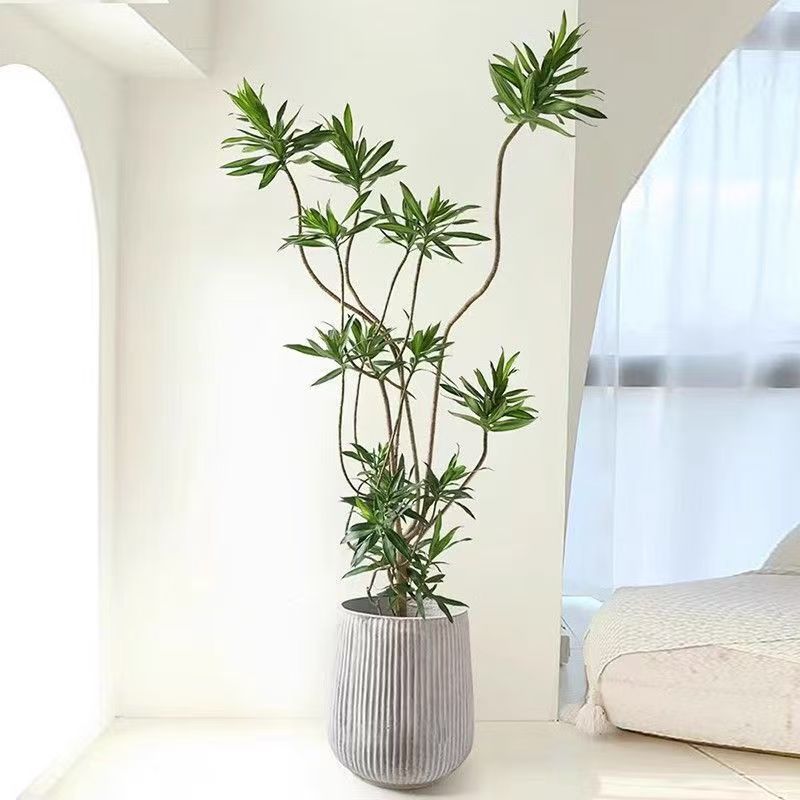 高端百合竹网红室内客厅大型绿植净化空气除甲醛造型可拍照选货