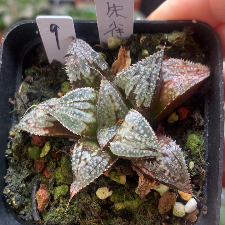 朱雀寿一物一拍带盆