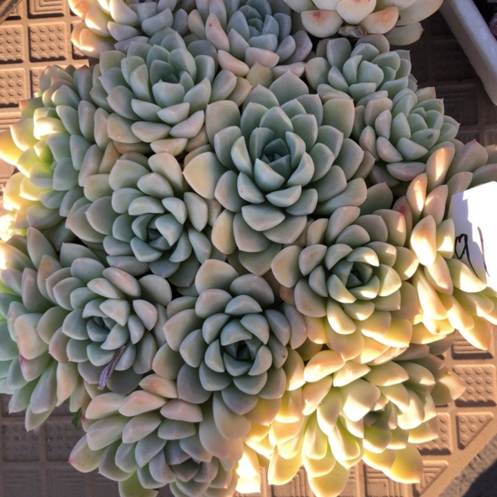 ?*天91////////////////