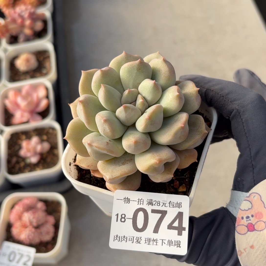 超奶无盆土发货无