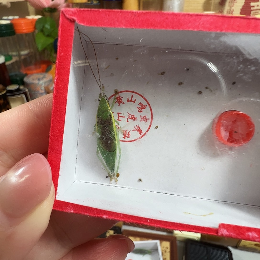 ༺***༻中须绿金钟一个一只