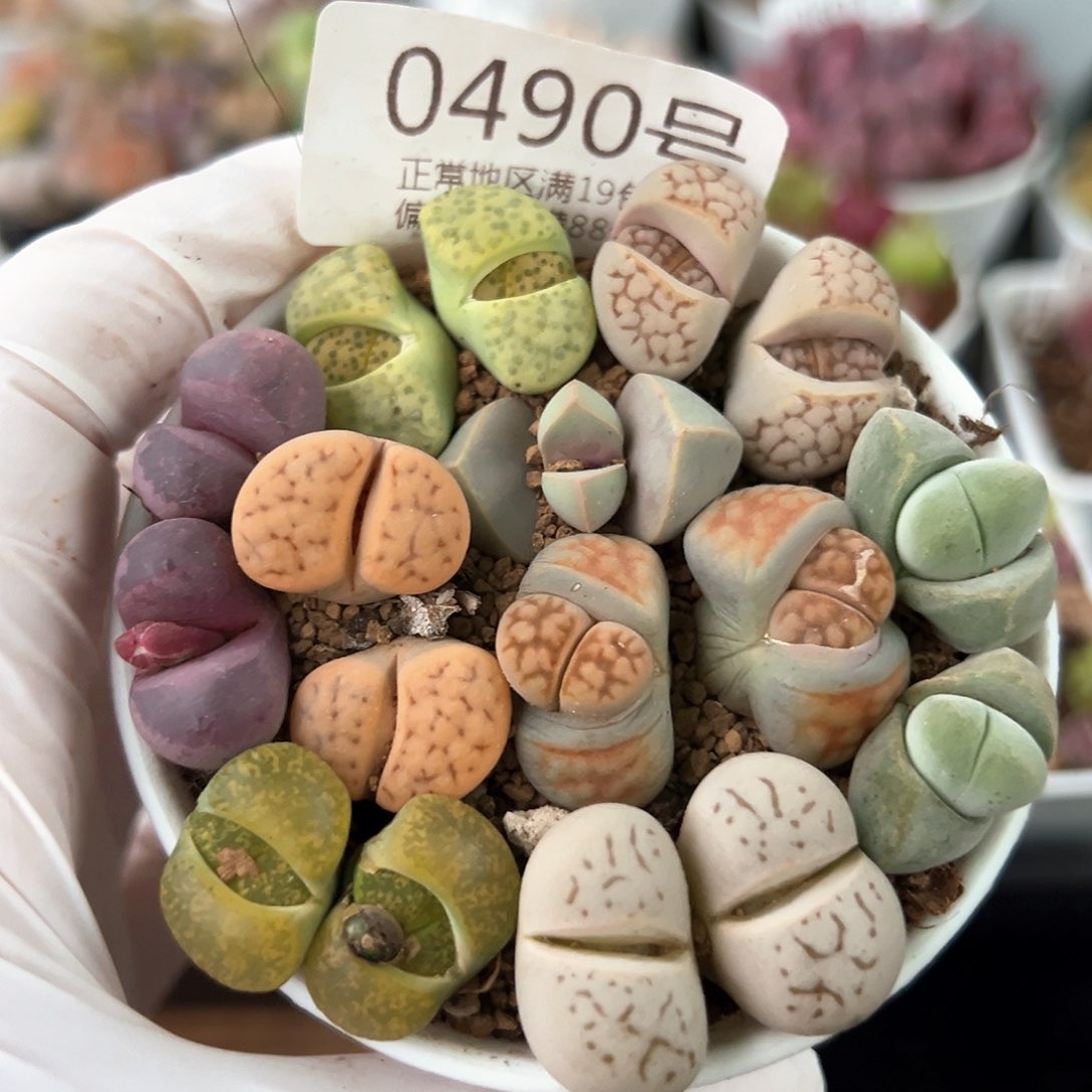 好养易活生石花大母本0490