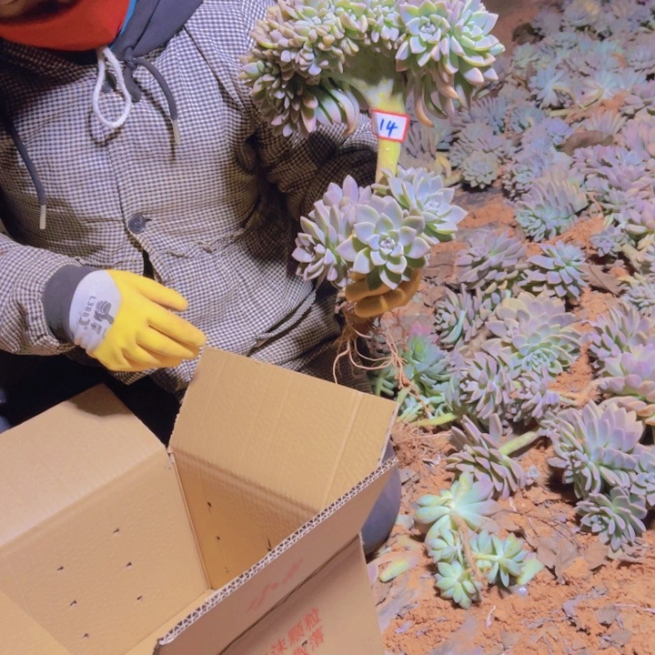 14一无一拍多肉多肉