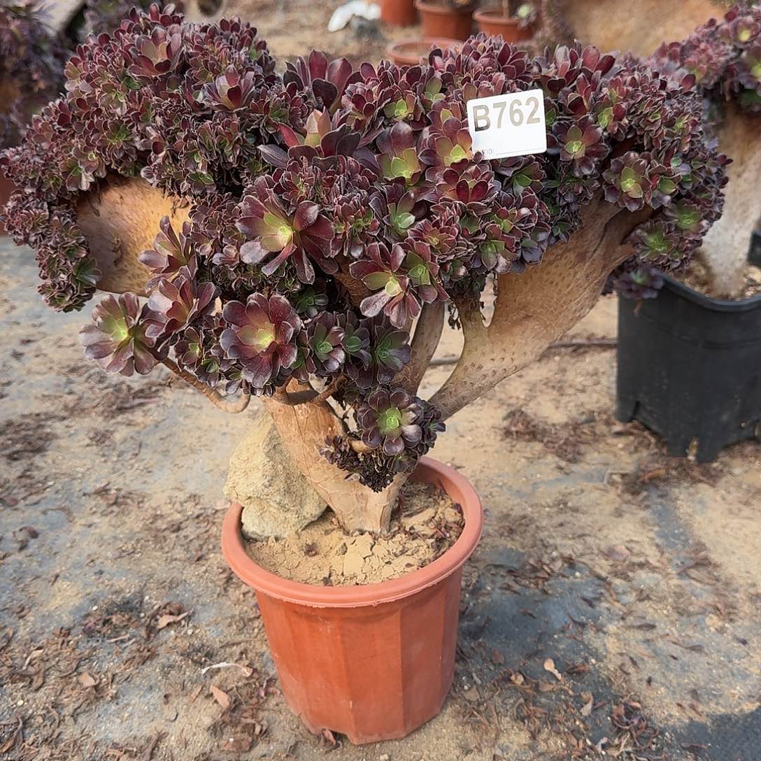 762欧紫朵朵一颗有伤