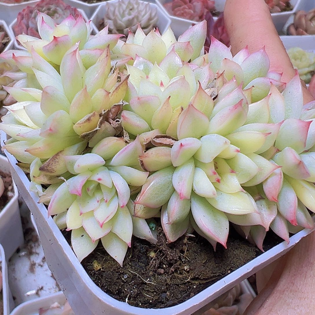 女雏锦19包邮多肉植物