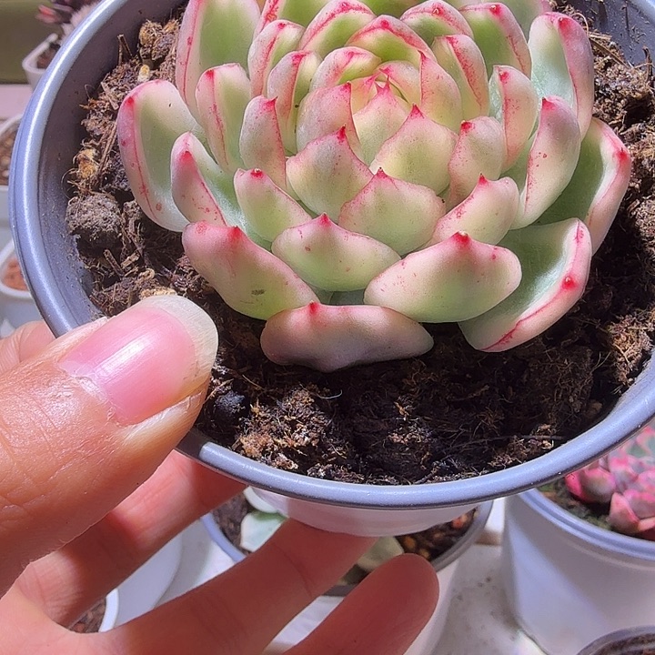 绿透体阿斯那锦多肉植物