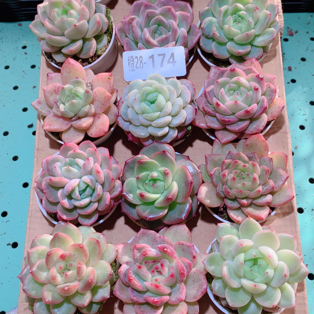 28-174一物一拍多肉带盆18颗