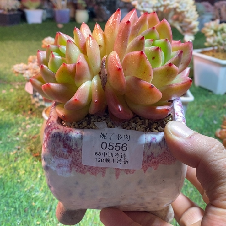 0556啊啊啊啊啊啊啊啊啊