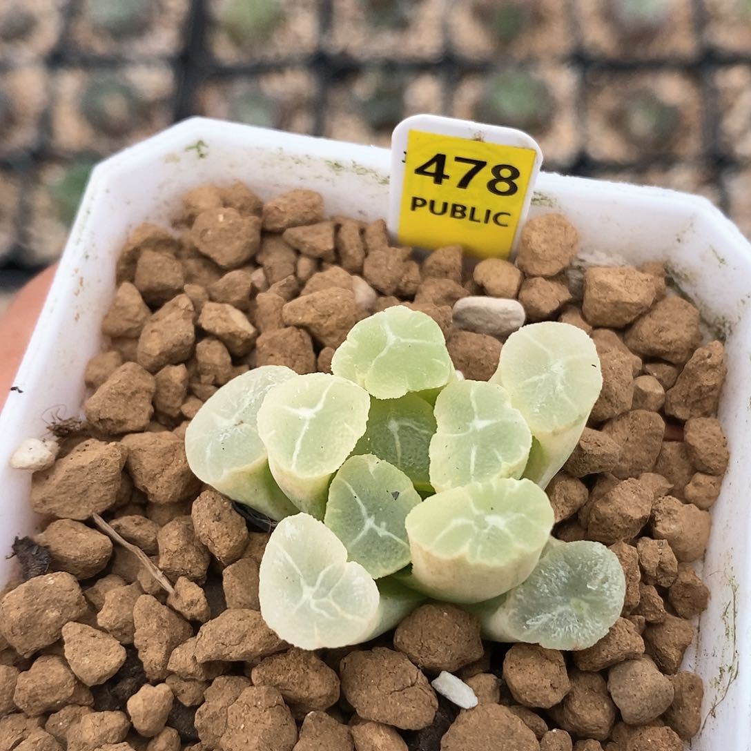 红陶478号糊斑万象锦一物一拍