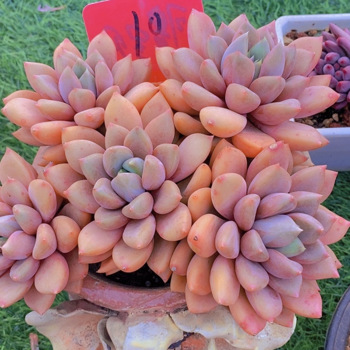 是不是很喜欢这种