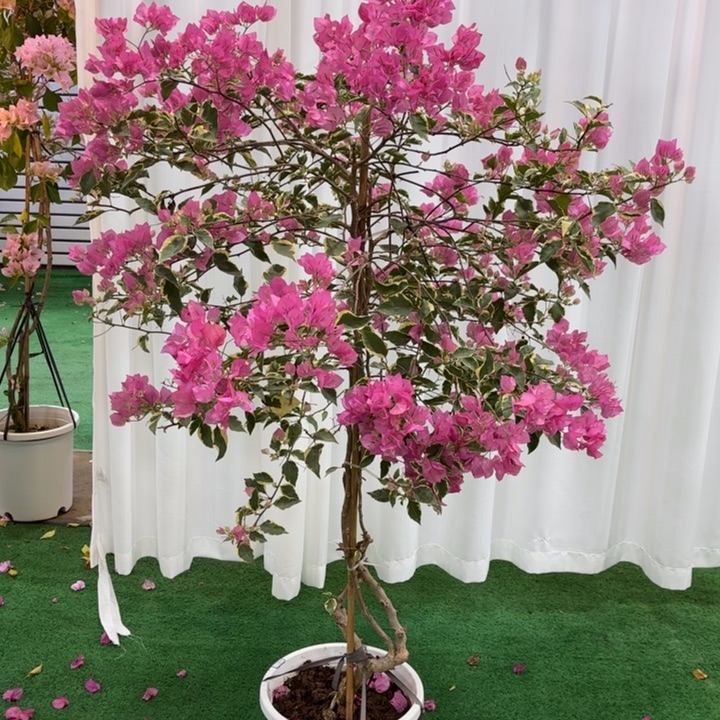 快***鱼无花朵11111111112222 