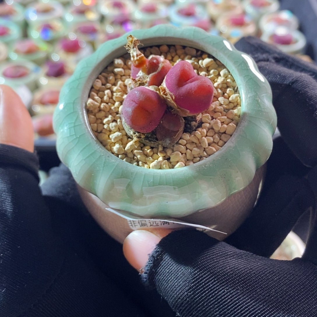 6295--一物一拍 带盆 吕红母本群生福利