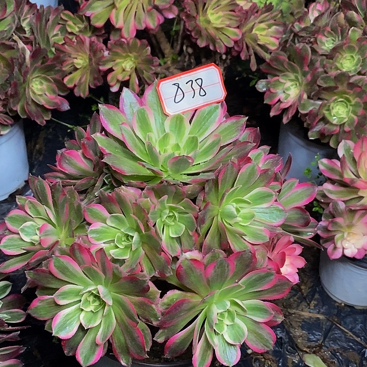 孔雀翎老桩捧花838号