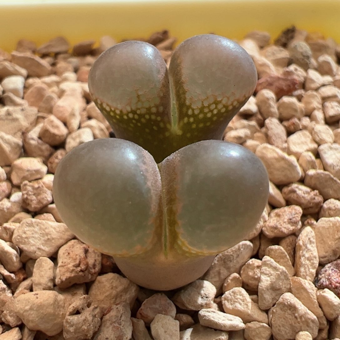 104。新品杂交优选 大眼泡泡双头母本