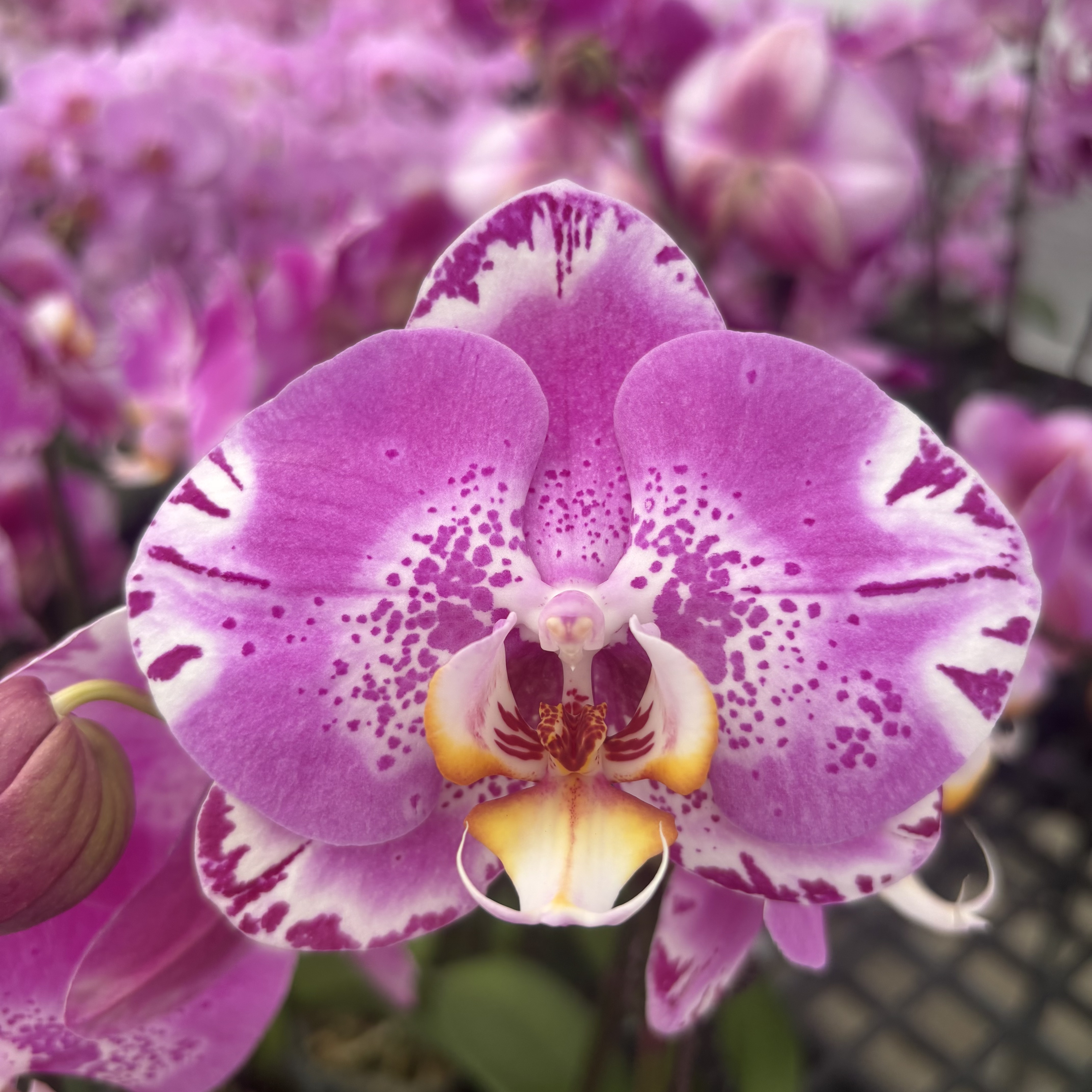 A级蝴蝶兰【藏宝图】带花，带花剑，四季开花室内好养