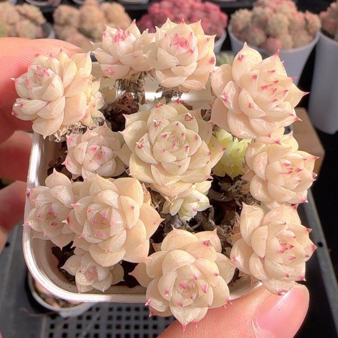 多肉1231-143优选麦秆群