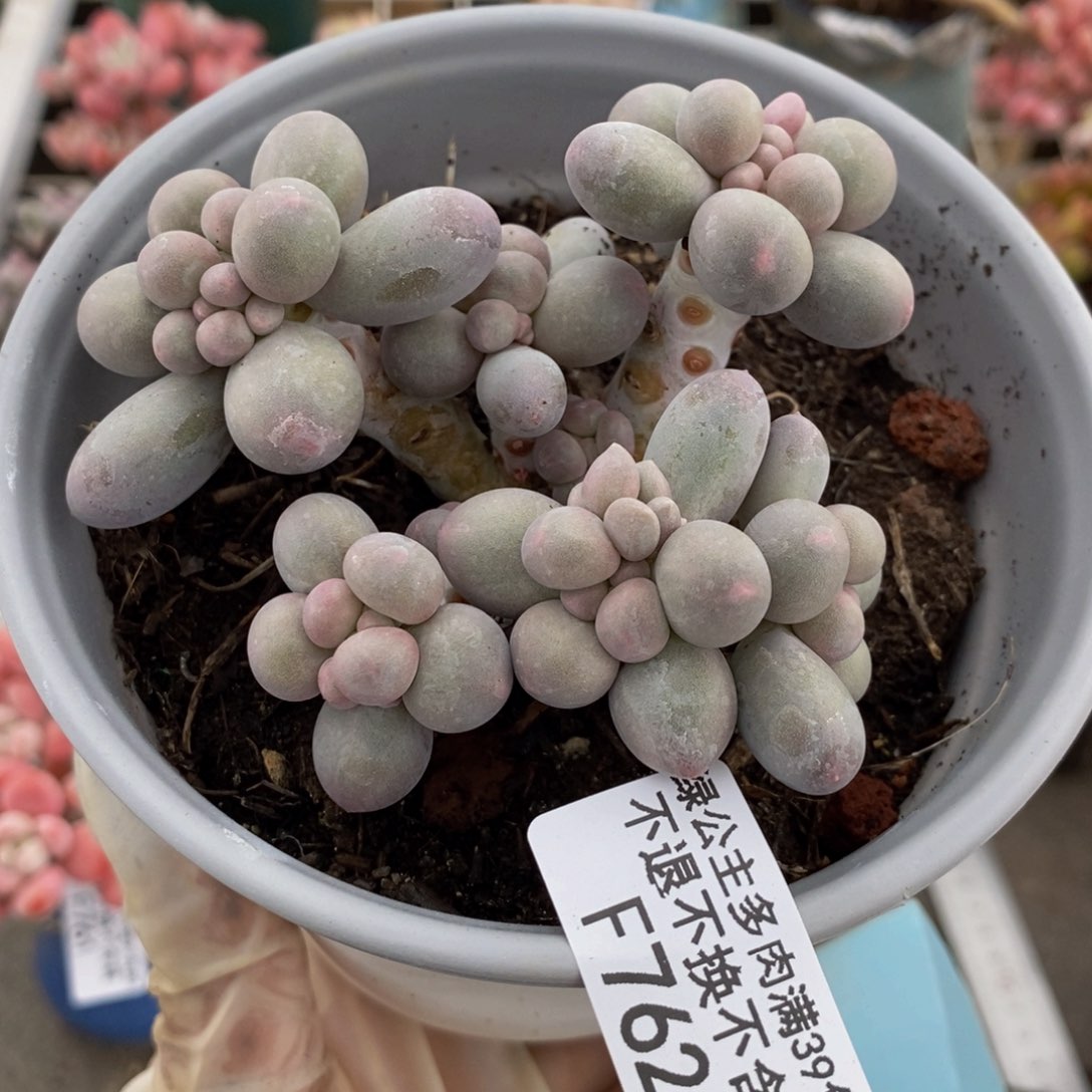 香水手指762/7c m