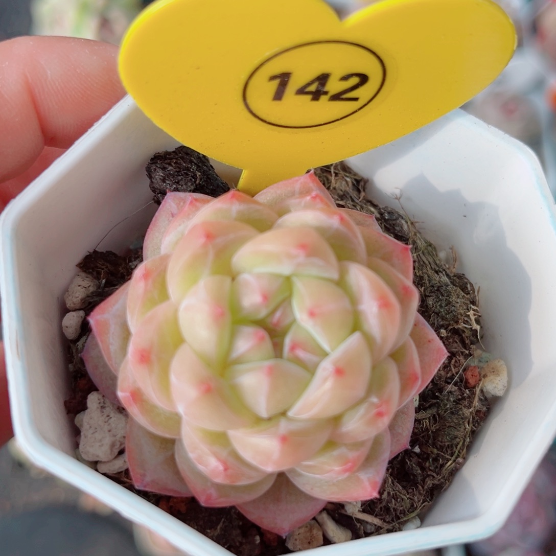 风靡园艺玉盏珍妮单