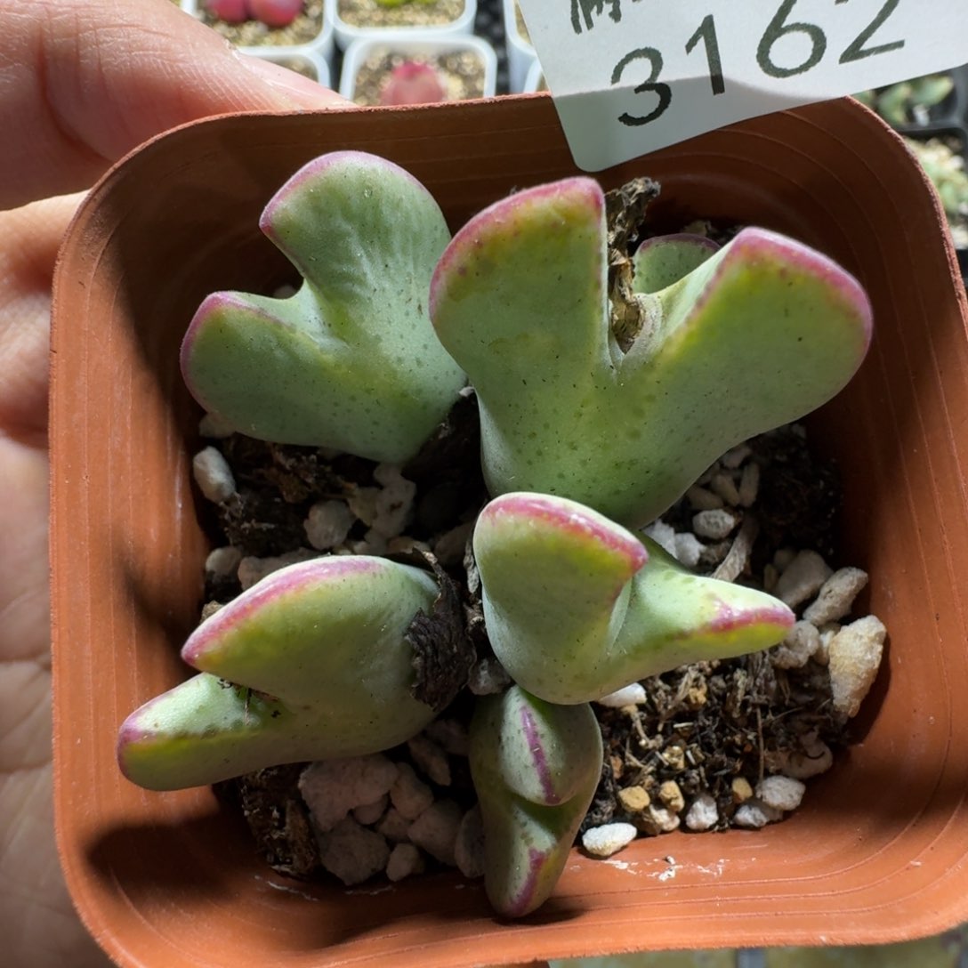 3162。少将群一颗