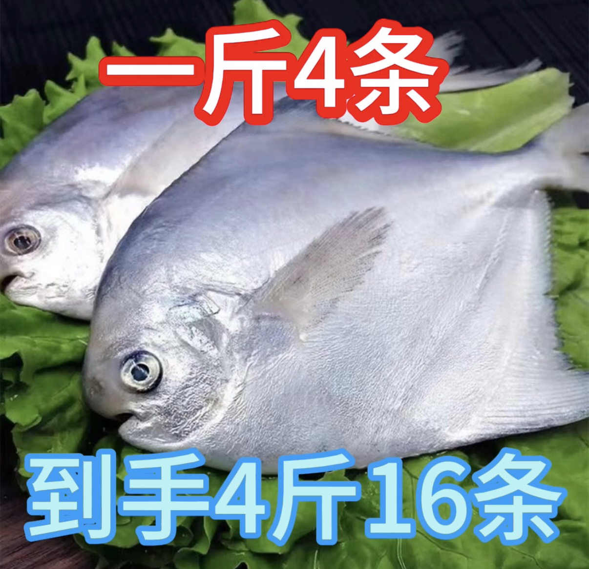 冰鲜 银鲳鱼4斤（一斤4条）顺丰包邮液氮锁鲜发货