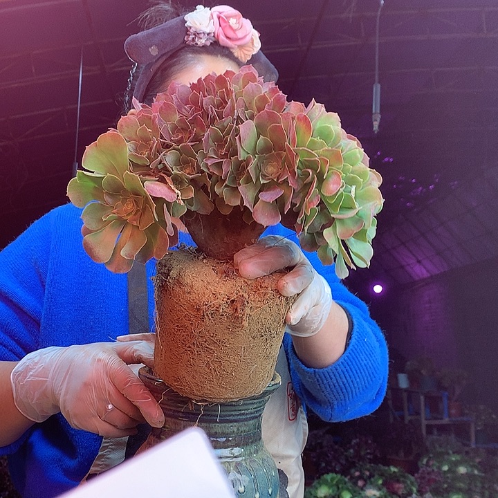 柒柒精品多肉脱土发货不包断侧枝S822