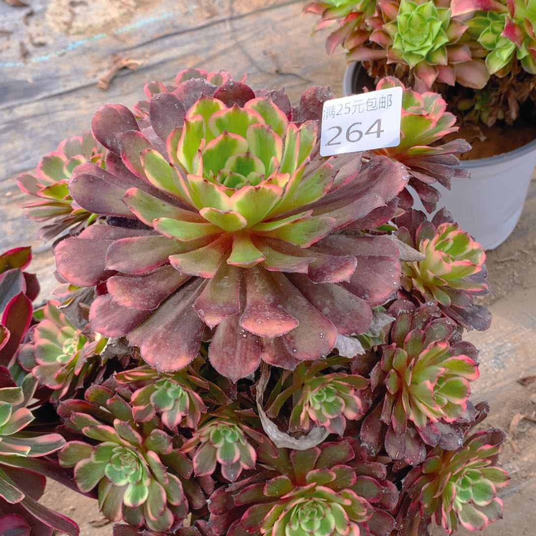 264红金刚老桩多肉植物