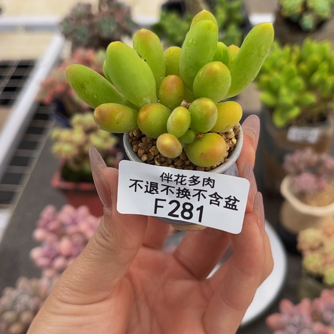 281-芒果奶小树苗多肉3cm