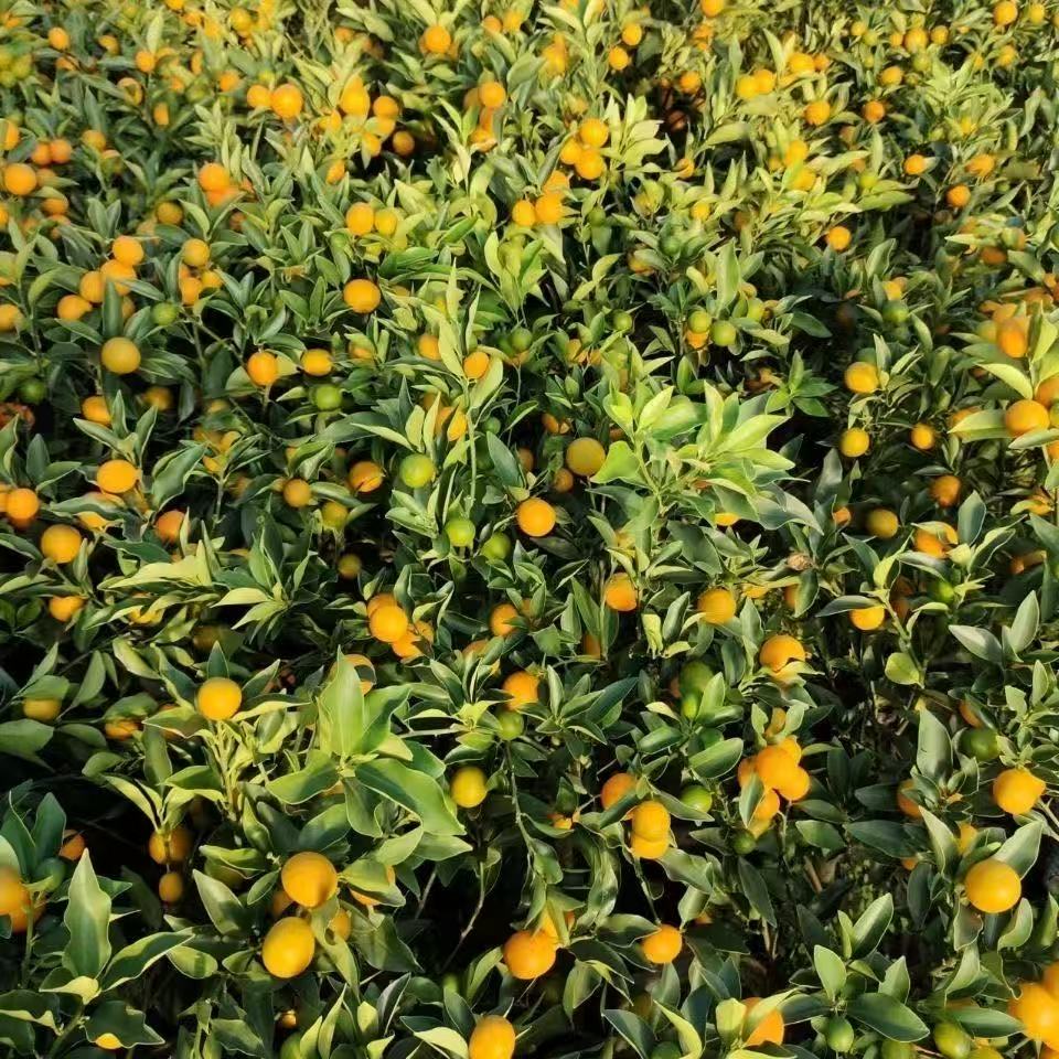 大叶滑皮金桔纯甜无酸南方北方盆栽地载