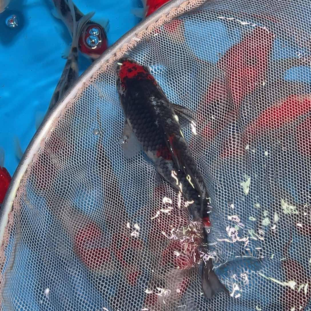 锦鲤锦鲤观赏鱼1111