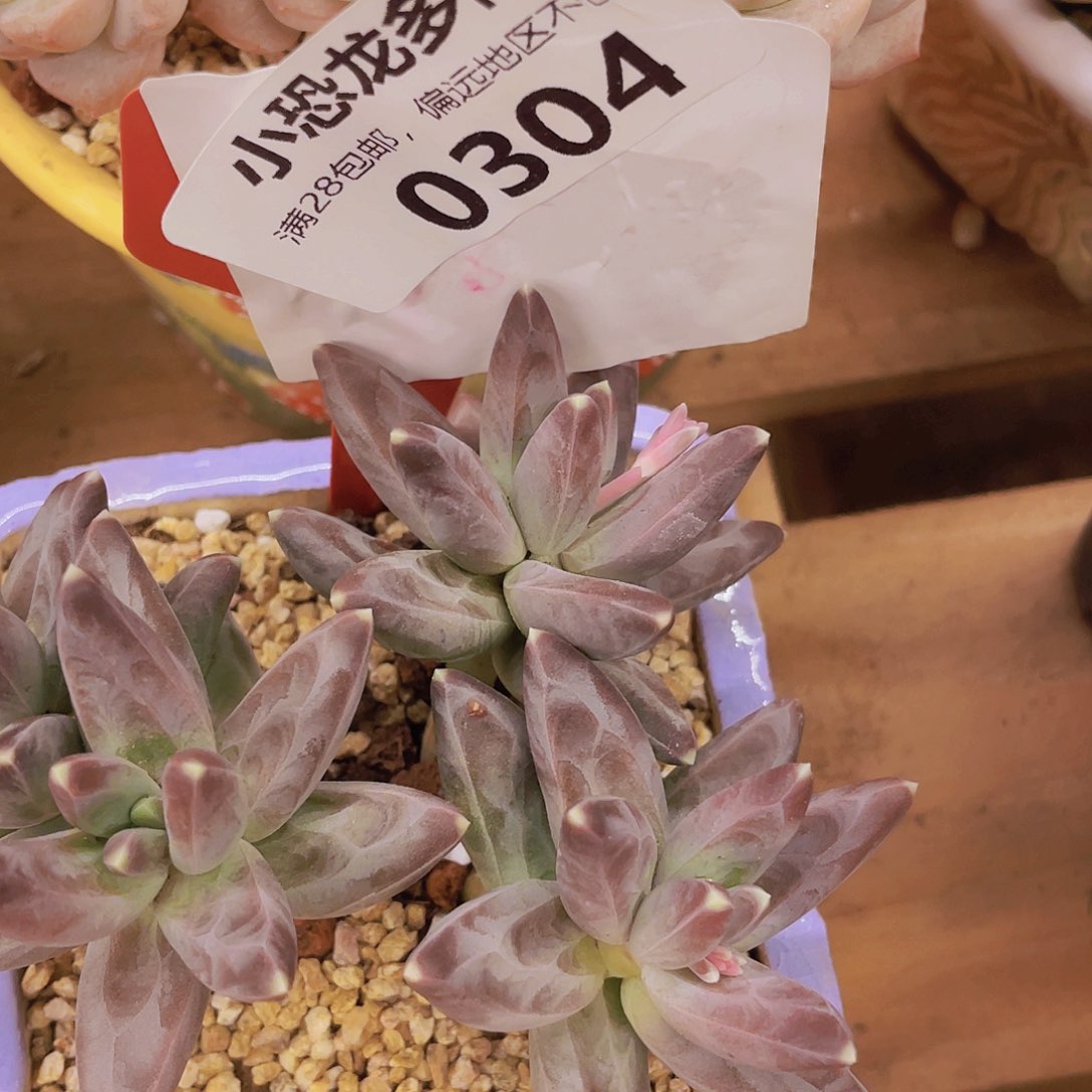 凤羽，0304？我也bad