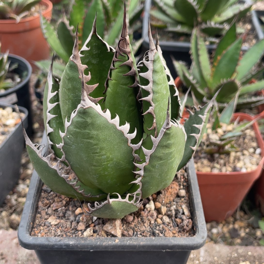 无花朵肌肉霍利达