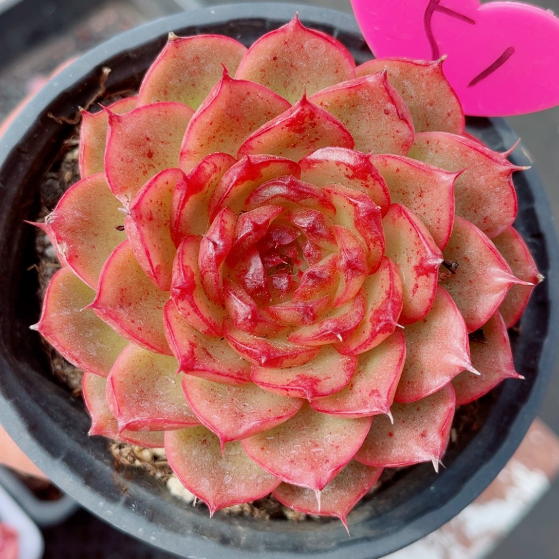 51号小老桩珊瑚珍妮单头