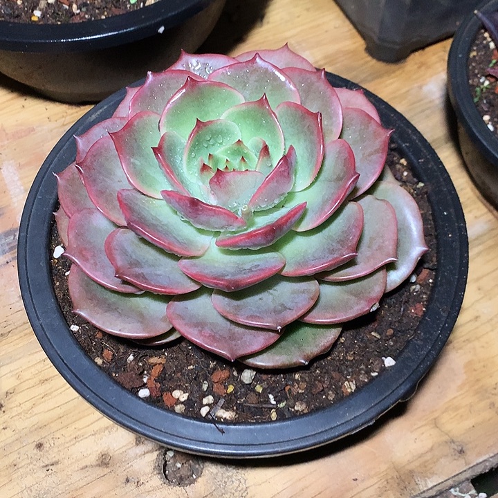 美肉特价活动开始啦