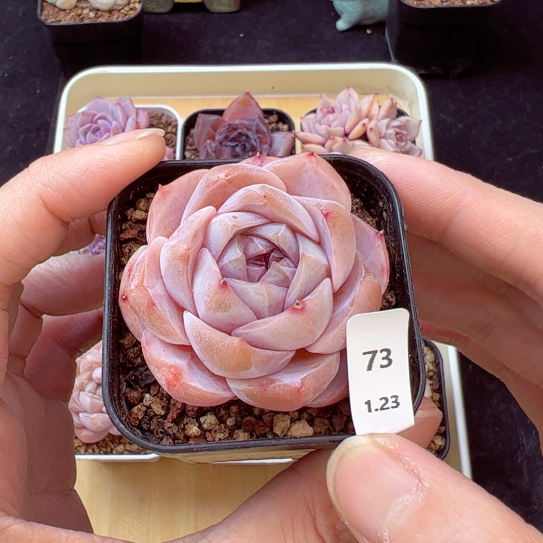 冰魄73、哈哈哈哈