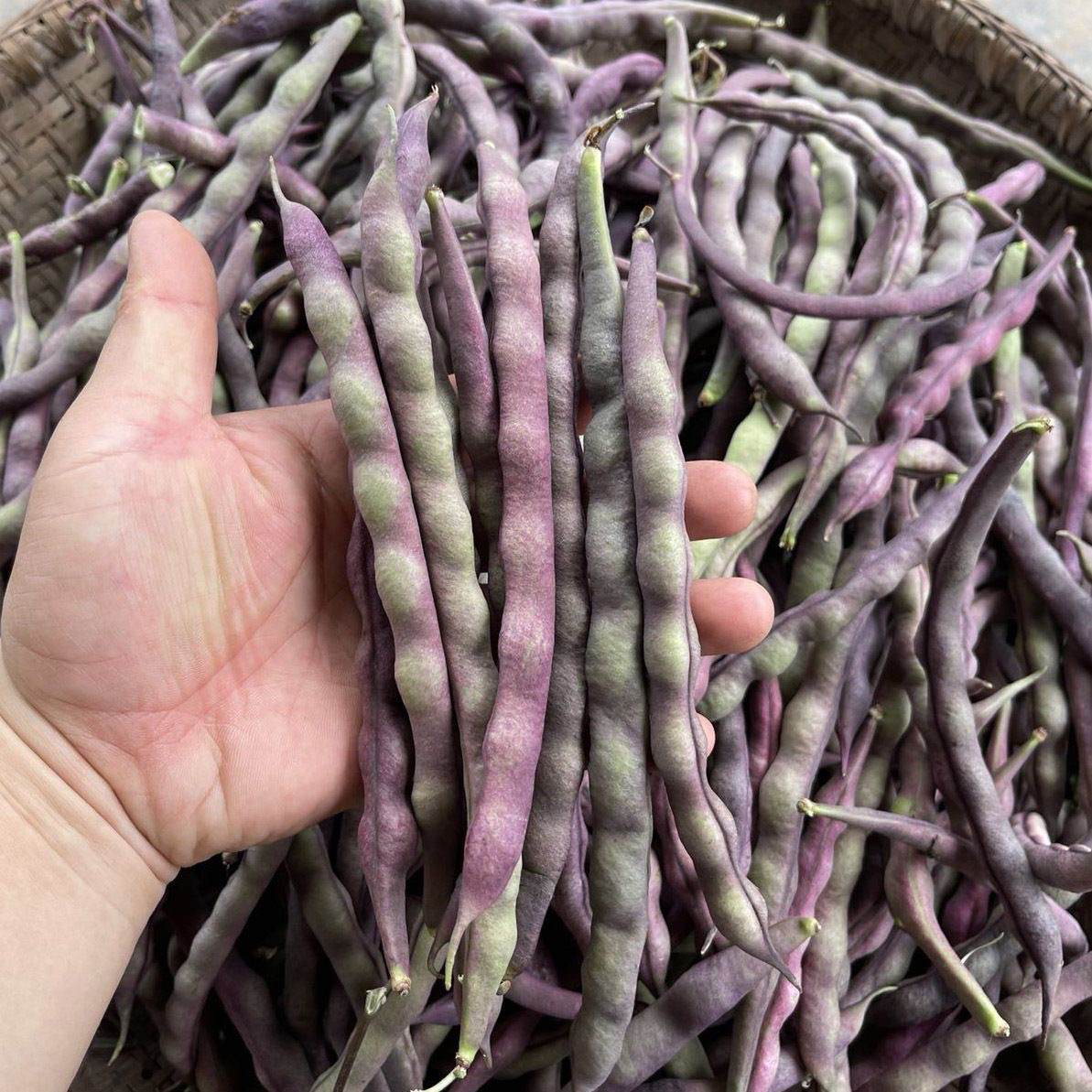 【云南农家自种】新鲜紫四季豆紫芸豆老品种露天现摘时令蔬菜豆角
