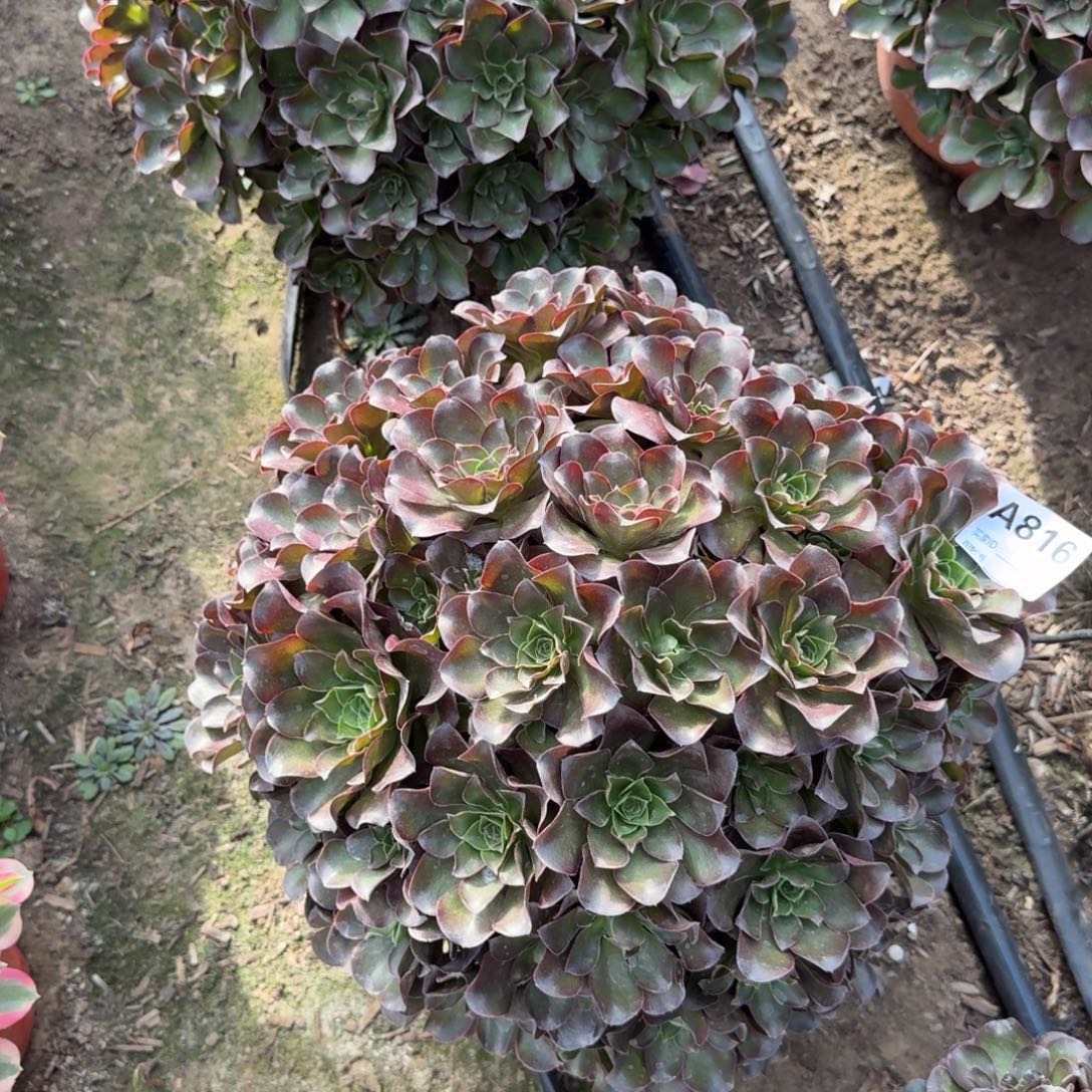 魅金玫瑰816号法师多肉