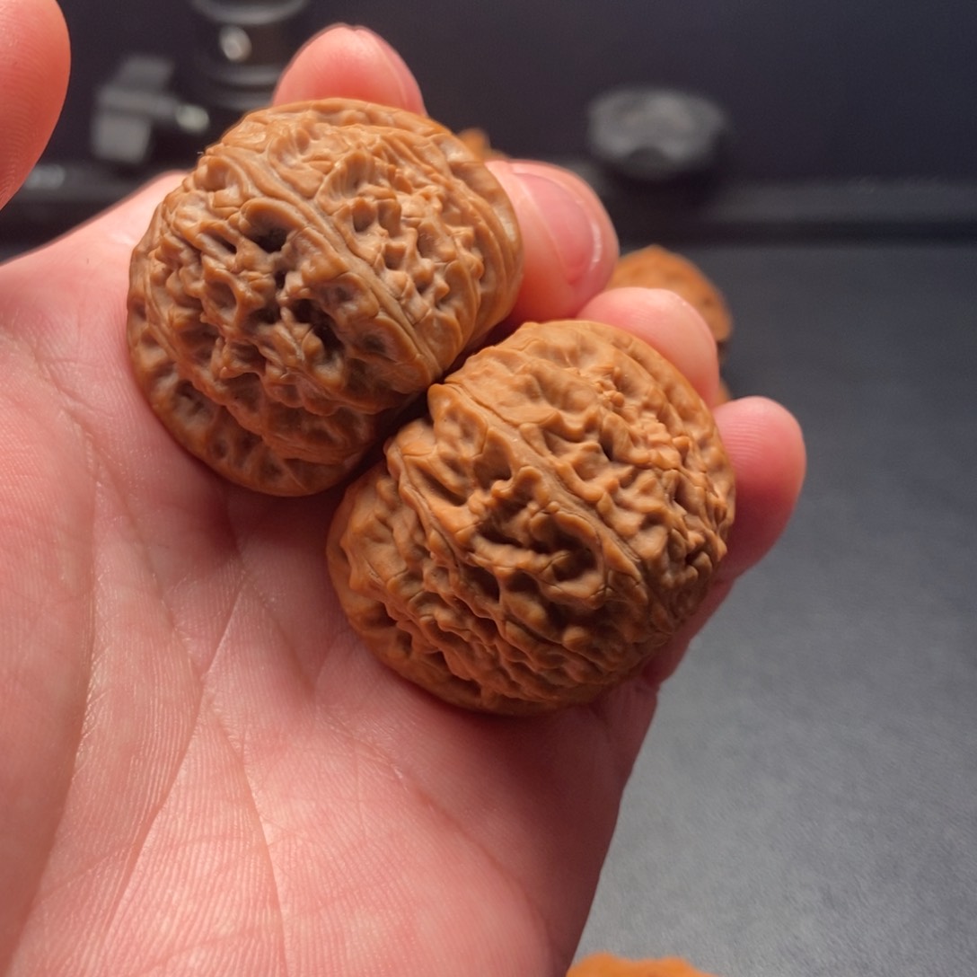 文玩核桃把件白狮子球白40尺