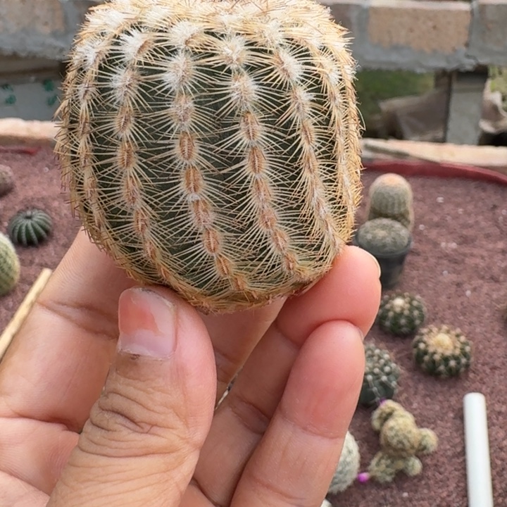 仙人球，丽光虾，有根