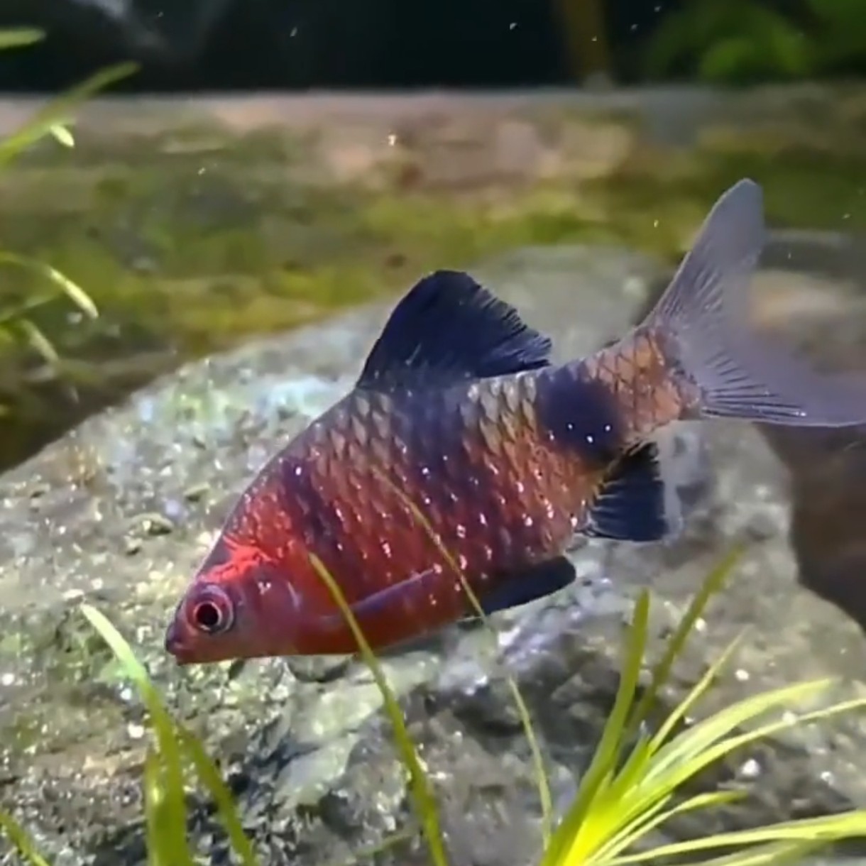 红黑宝石鲫鱼活体淡水观赏鱼好养冷水鱼