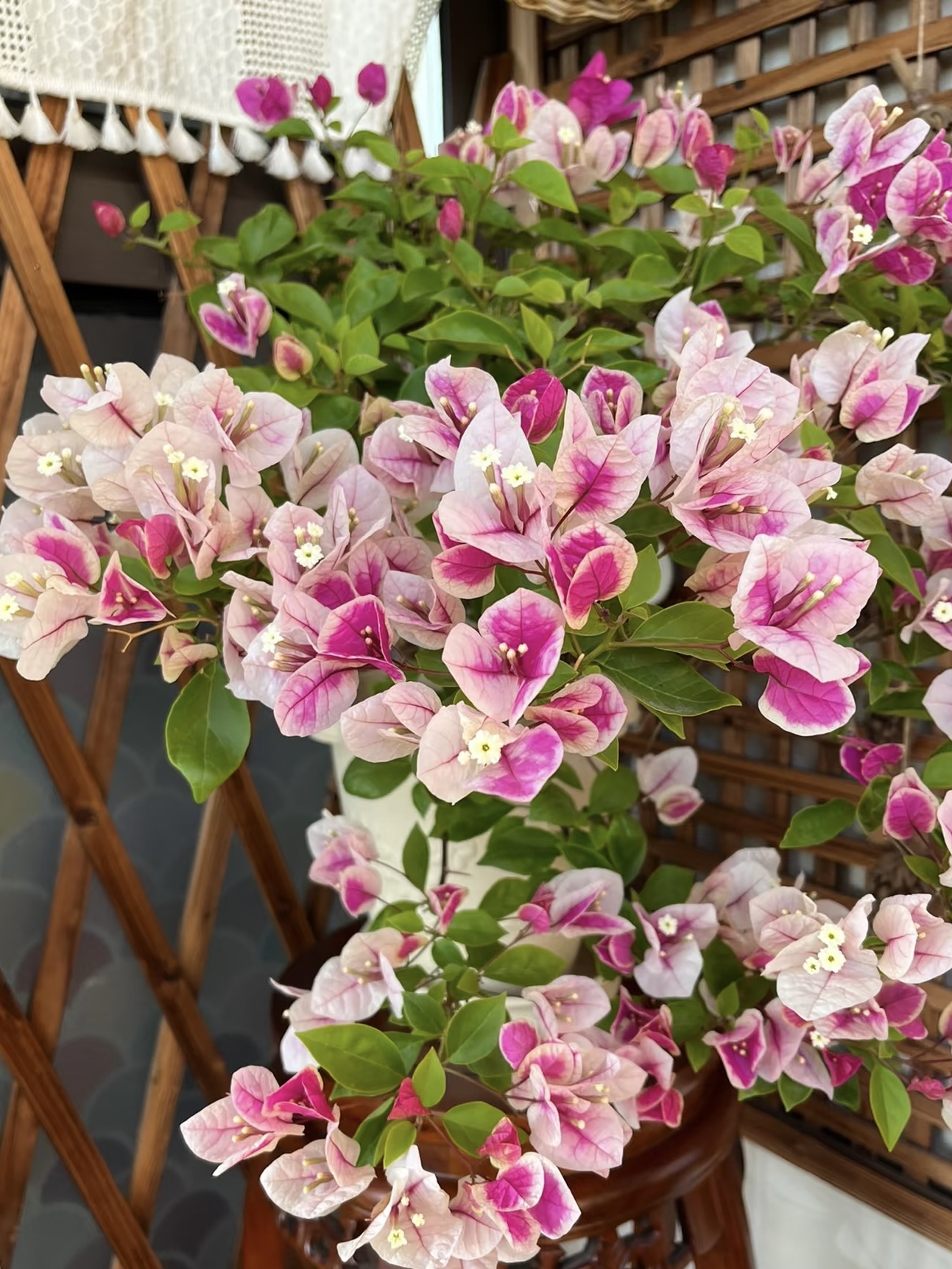 章红樱盆栽观赏植物土球发货【掉花落叶缺水焉介意慎拍】