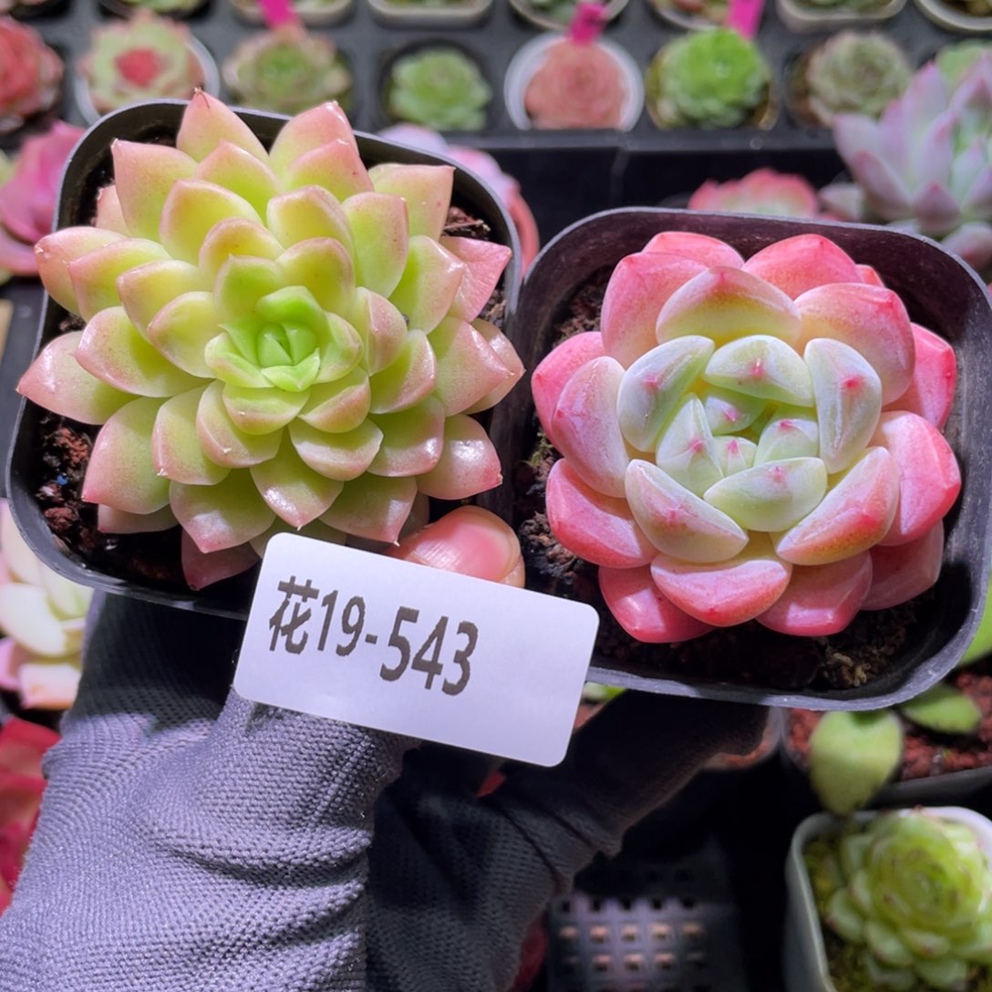 花利美19-543多肉2颗