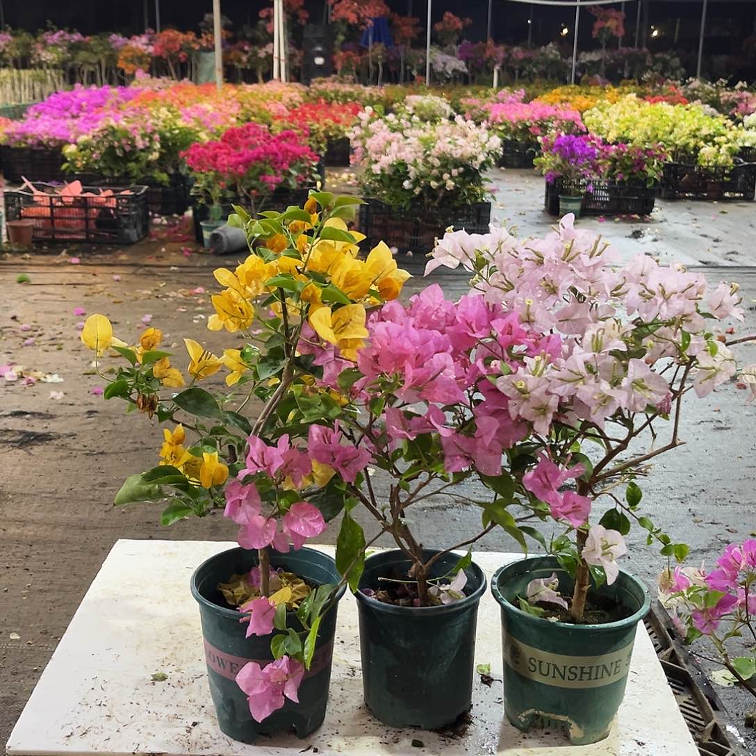 大部分花苞少量开放金色光辉，澄粉公主，苹果花