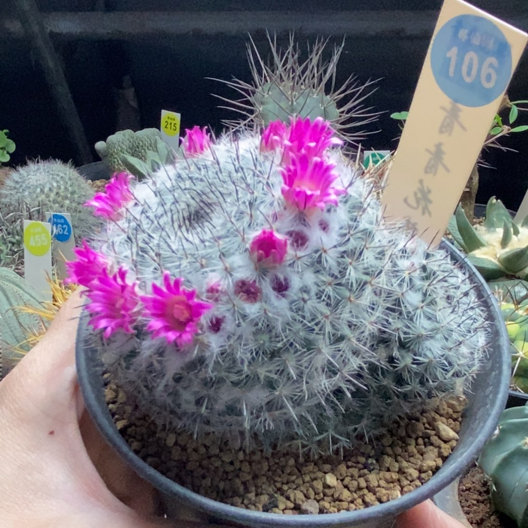 实生恋山彦群9.5cm